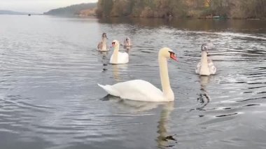Beyaz kuğu ailesi gölde yüzüyor, yetişkin kuğular suda dinleniyor, güzel beyaz göçmen kuşlar. 4k video. Yavaş çekim
