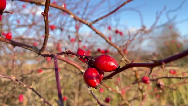 Red Rosehip Berry Bush Nature Blue Sky Branches Wild Rose — Stock Video