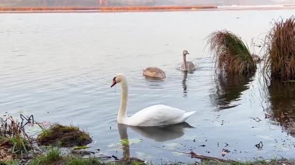 白鳥は湖で泳いで 白い白鳥の若い家族が池で食べ物を探しています 美しい鳥 — ストック動画