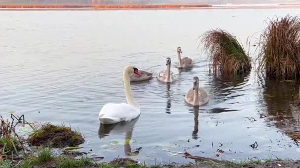 Beautiful Family Swans Swims Lake Migratory Birds Water Slow Motion — Stock Video