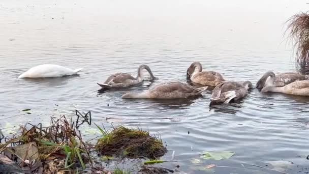 자녀들을 데리고 백조의 아름다운 호수에서 수영을 하면서 먹이를 호수에 — 비디오