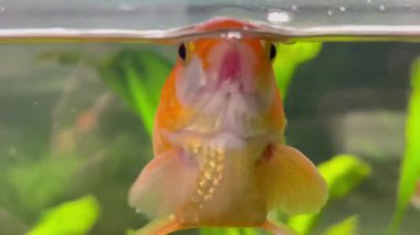 Akvaryumda güzel bir akvaryum balığı. Turuncu-beyaz bir akvaryum balığı aktif olarak suda yüzer. 4k video