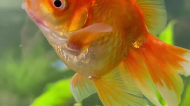Ein Goldfisch Mit Großen Flossen Schwimmt Einem Aquarium Nahaufnahme Eines — Stockvideo