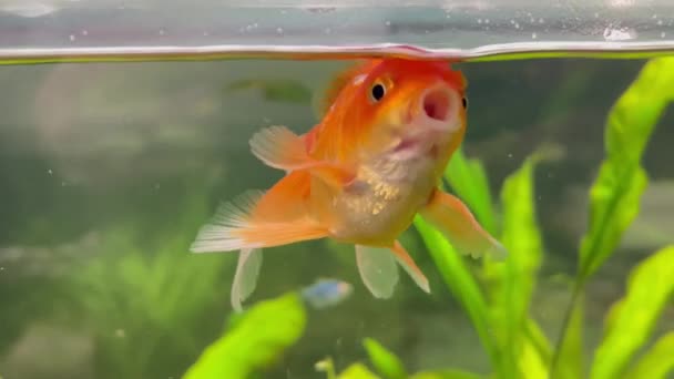 Goldfish Swims Aquarium Breathes Water Making Wish Shallow Depth Field — Stock Video