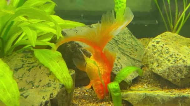Beautiful Goldfish Aquarium Orange White Goldfish Actively Swims Water Video — Stock Video
