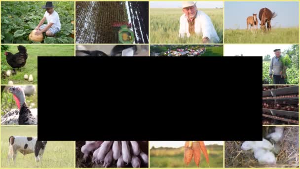 Zemědělské Rostliny Zvířata Koláž Efektem Obrazovka Mnoha Videi Zemědělských Tématech — Stock video