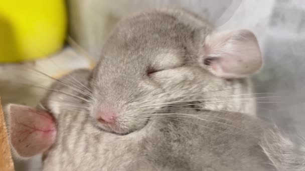 Fluffy Pets Gray Chinchillas Sleeping Light Chinchilla Close Video — Stock Video