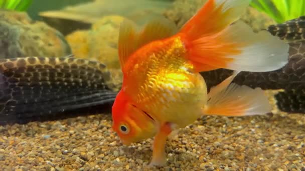Красивая Золотая Рыбка Аквариуме Оранжево Белая Золотая Рыбка Активно Плавает — стоковое видео