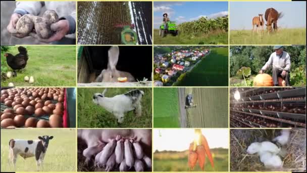 Jordbruk Och Jordbruk Jordbrukare Olika Säsongsbetonade Jordbruksmetoder Samling Foton Jordbruksverksamhet — Stockvideo