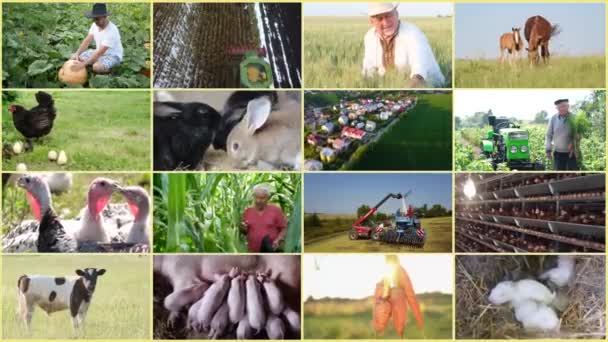 Video Stěna Mnoha Videi Zemědělských Tématech Život Farmáře — Stock video