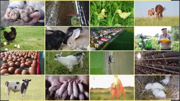 Sbírka Fotografií Zemědělské Činnosti Zemědělství Zemědělství Zemědělci Pro Různé Sezónní — Stock video