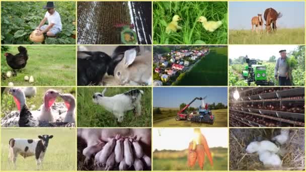 Videocollage Met Veel Video Landbouwonderwerpen Landbouwgewassen Dieren — Stockvideo