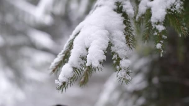 Foresta Invernale Bellissimi Paesaggi Ramo Albero Natale Picea Pungens Coperto — Video Stock