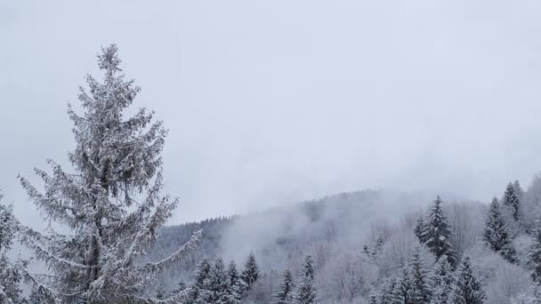 Fogs Nuvens Inverno Cárpatos Ucranianos Com Árvores Cobertas Neve Picos — Vídeo de Stock