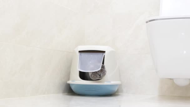 Сірий Кіт Виходить Закритого Лотка Шотландське Кошеня Туалеті Висока Якість — стокове відео