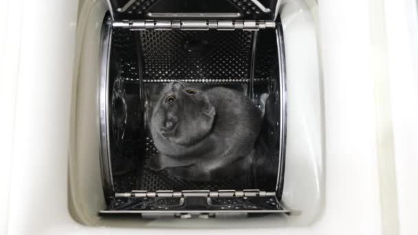 Pisicuță Scoțiană Frumoasă Stă Într Mașină Spălat Pisoi Amuzant Video — Videoclip de stoc