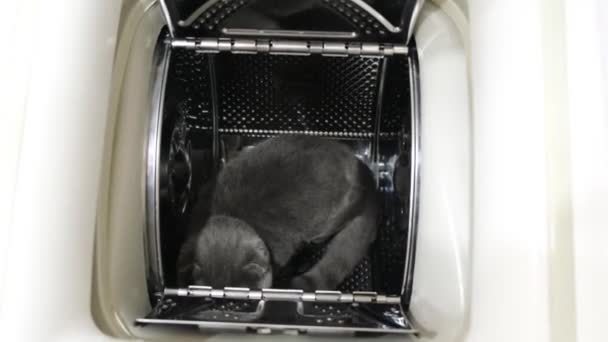 Gato Está Sentado Dentro Máquina Lavar Roupa Gatinho Escocês Cinza — Vídeo de Stock