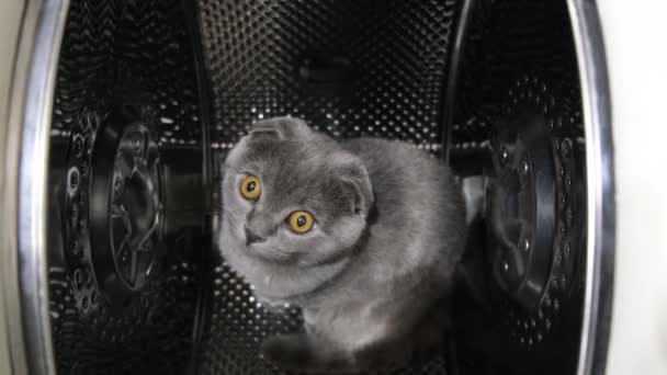 Ein Schönes Graues Kätzchen Mit Gelben Augen Sitzt Einer Waschmaschine — Stockvideo