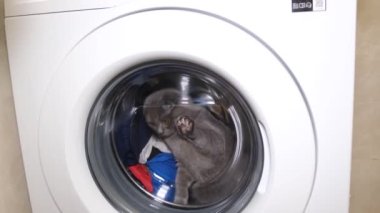 Gri bir İskoç kedisi çamaşır makinesinde oturuyor. Kedi sahibinden saklandı. Yavaş çekim