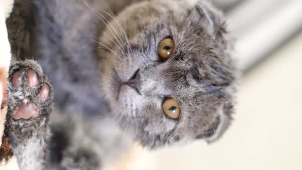 Pionowy Film Piękny Szkocki Kot Szpilkach Jest Myty Patrząc Kamerę — Wideo stockowe