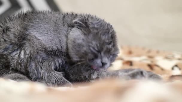 Śmieszny Mokry Szary Kotek Liżący Łapę Kąpieli Mokry Kot Umyciu — Wideo stockowe