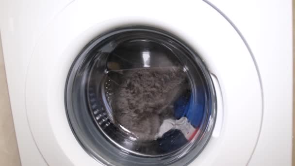 灰色のスコットランドの猫が洗濯機で洗浄された 電子洗濯機のドラムの中に面白いぬれた猫 4Kビデオ — ストック動画