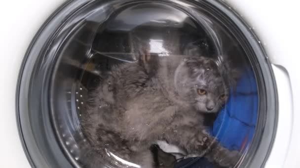 Γάτα Κάθεται Στο Πλυντήριο Και Κοιτάζει Έξω Από Παράθυρο Τρομαγμένη — Αρχείο Βίντεο