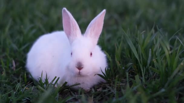 Fehér Bolyhos Nyúl Zöld Füvön Elfordítja Fejét Állati Élet Állatok — Stock videók