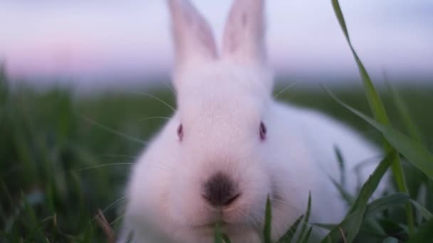 Hermosa Esponjosa Banny Mastica Hierba Verde Conejo Esponjoso Cabeza Conejo — Vídeos de Stock