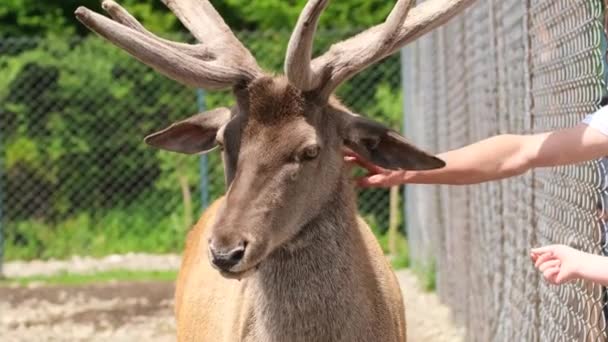 動物園のフェンスのメッシュを介して男の手の鹿の角を撫でる 大きな角を持つ赤い鹿 動物園のケージに動物を保つことの概念 飼育下の動物 — ストック動画