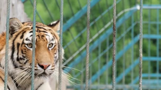 Bellissimo Grande Animale Africano Selvatico Bella Tigre Solitaria Sdraiata Una — Video Stock