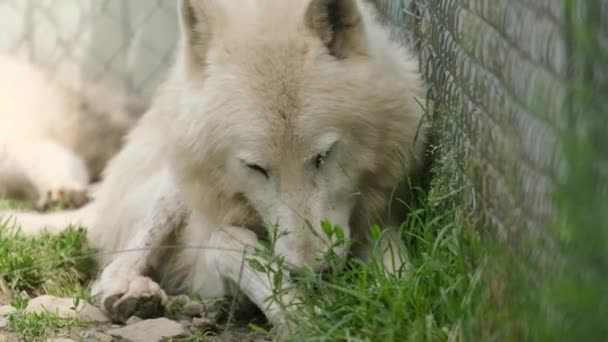 Két Sarki Farkas Fogságban Sütkérezik Napon Közelkép Egy Fehér Sarkvidéki — Stock videók