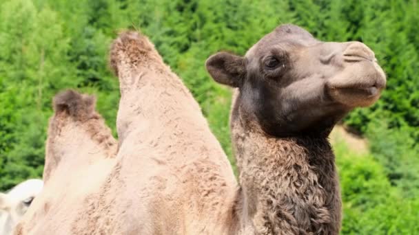 Camello Marrón Que Puede Encontrar Zoológico Bosque Vida Silvestre Encuentra — Vídeos de Stock