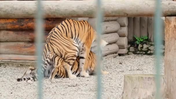 Schöne Tiger Und Tigerin Einer Voliere Sie Spielen Sanft Miteinander — Stockvideo