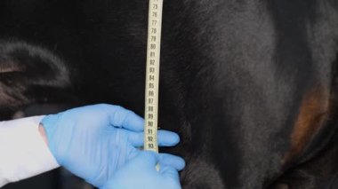 Profesyonel bir veteriner bir köpeğin boyunu ölçer. Klinikteki bir masada oturan bir Doberman köpeğinin özeti. Ev bitkileriyle ilgilenir.