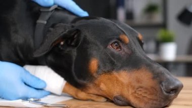 Bir veteriner güzel bir Doberman köpeğini muayene eder. Köpek masanın üzerinde oturuyor, veteriner de muayene ediyor. Hayvan bakımı konsepti