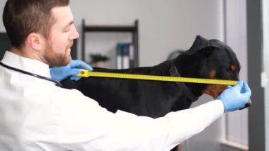 Profesyonel bir veteriner bir köpeğin boyunu ölçer. Klinikteki bir masada oturan bir Doberman köpeğinin özeti. Ev bitkileriyle ilgilenir.