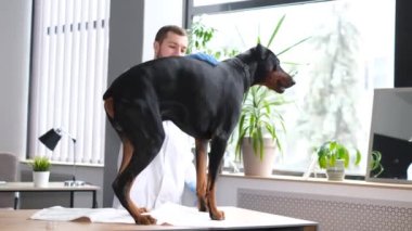 Bir veteriner güzel bir Doberman köpeğini muayene eder. Köpek masanın üzerinde oturuyor, veteriner de muayene ediyor. Hayvan bakımı konsepti