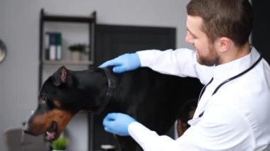 Bir veteriner modern bir klinikte veteriner masasında yatan bir Doberman köpeğini muayene eder. 4k video