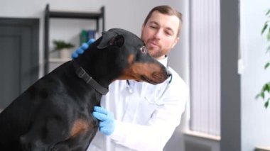 Bir veteriner güzel bir Doberman köpeğini muayene eder. Köpek masanın üzerinde oturuyor, veteriner de muayene ediyor. Hayvan bakımı konsepti
