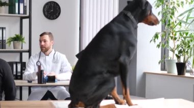 Modern Amerikan veteriner kliniği. Bir veteriner bir köpeğin tedavisi için danışmanlık yapıyor. Güzel bir Doberman köpeği.