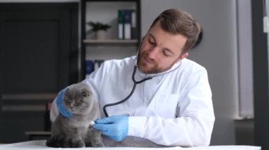Profesyonel bir veteriner, bir İskoç kedi yavrusunu steteskopla muayene eder. Veteriner kliniğinde evcil hayvanların tedavisi.
