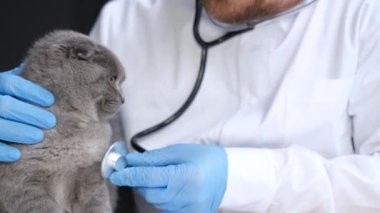 Profesyonel bir veteriner, bir İskoç kedi yavrusunu steteskopla muayene eder. Veteriner kliniğinde evcil hayvanların tedavisi.