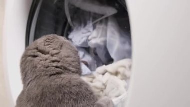 Gri bir kedi yavrusu çamaşır makinesine atılan çamaşırlarla oynuyor. Kedi çamaşır makinesine bakar. Arka görünüm.