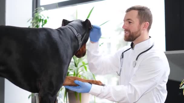 Krásný Dobermanský Pes Leží Veterinárním Stole Během Vyšetření Lékařem Veterinární — Stock video