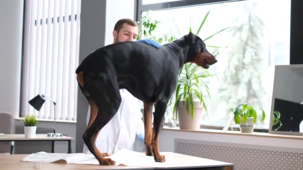 Veterinário Examina Belo Cão Doberman Cão Está Sentado Mesa Veterinário — Vídeo de Stock