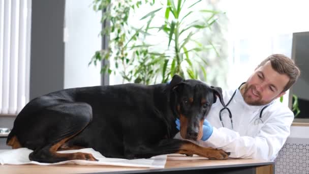 Собака Добермана Лежит Ветеринарном Столе Время Осмотра Врача Профессиональный Ветеринар — стоковое видео