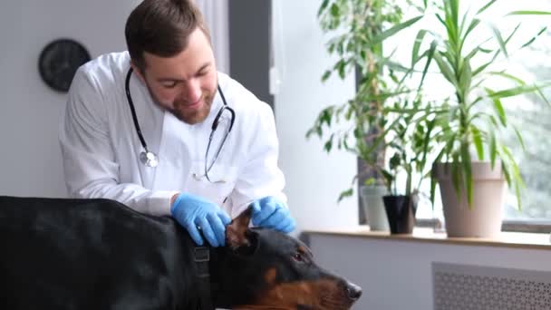 Przystojny Mężczyzna Zawodowy Weterynarz Bada Psa Nowoczesnej Klinice Weterynaryjnej Pies — Wideo stockowe