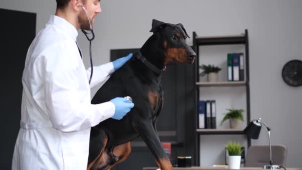 Egy Jóképű Férfi Hivatásos Állatorvos Egy Kutyát Vizsgál Egy Modern — Stock videók
