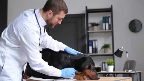 Vuxen Doberman Hund Ligger Ett Bord Veterinärklinik Behandling Husdjur Hög — Stockvideo